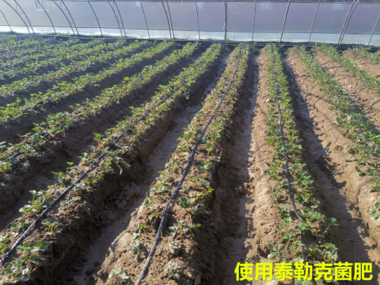 泰勒克微生物菌肥应用—草莓种植